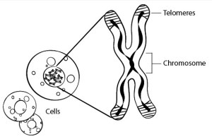 telomere image